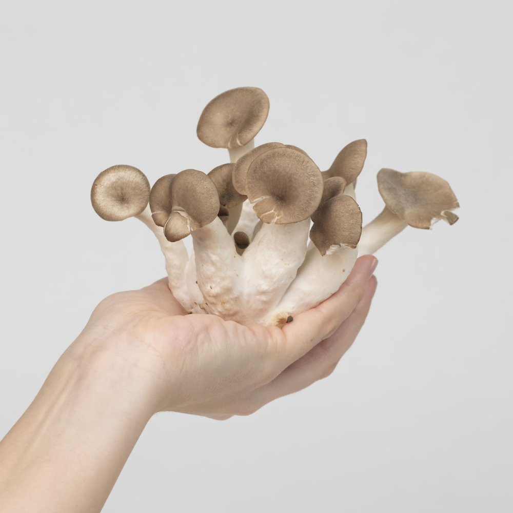 Black Pearl Oyster Mushroom Growkit - Size M