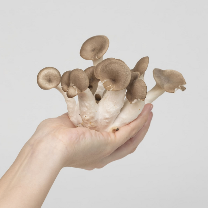 Black Pearl Oyster Mushroom Growkit - Size M