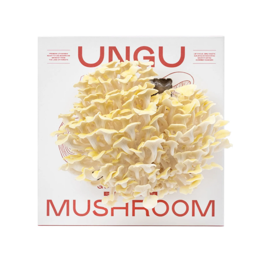 Golden Oyster Mushroom Growkit - Size M