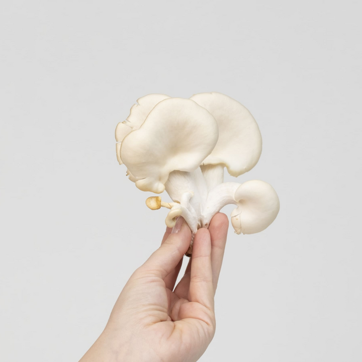 White Pearl Oyster Mushroom Growkit - Size M
